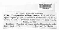 Diaporthe striaeformis image